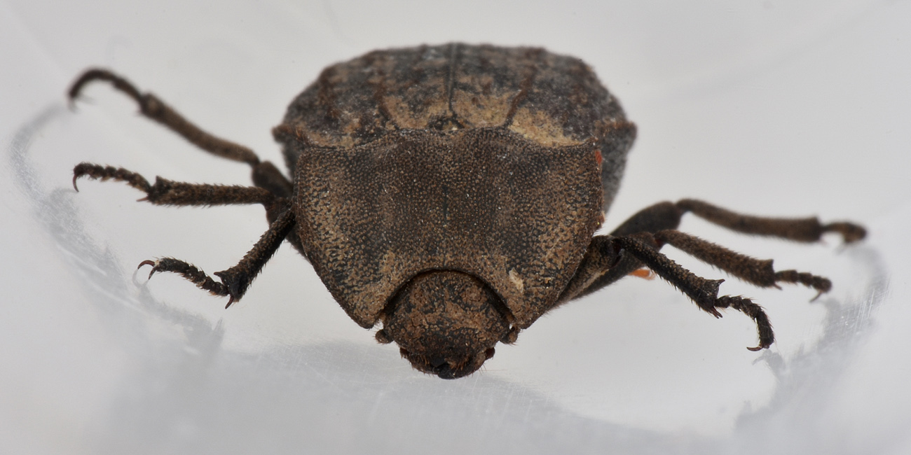 Tenebrionidae: Asida sabulosa